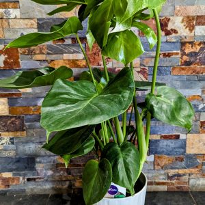 Philodendron