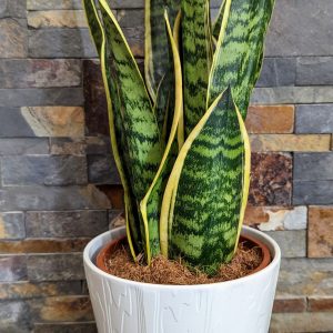 Sanseveria