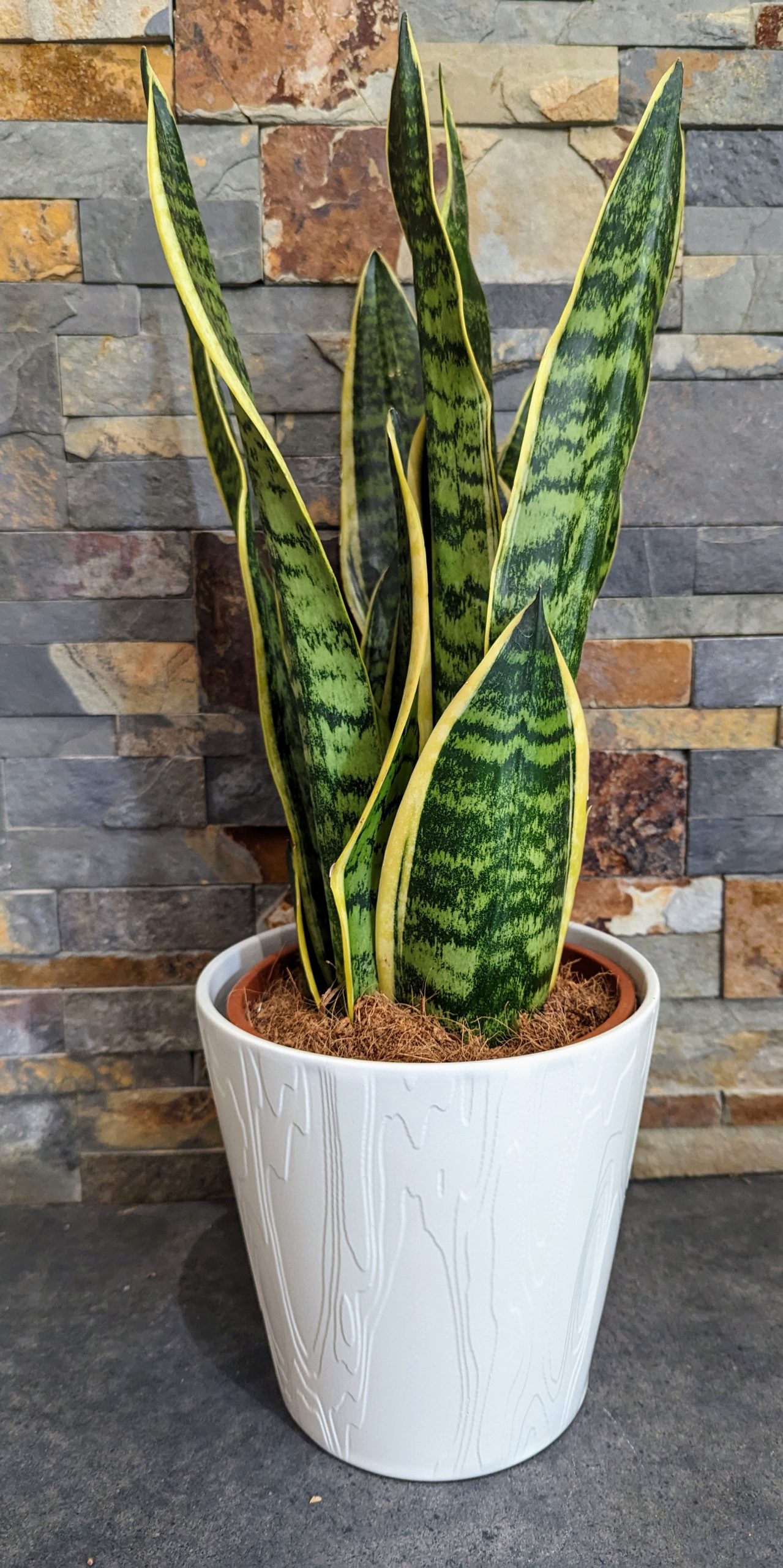 Sanseveria