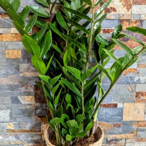 Zamioculcas