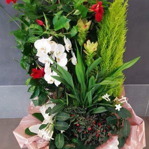 Coupe de plantes Blanc-Rouge