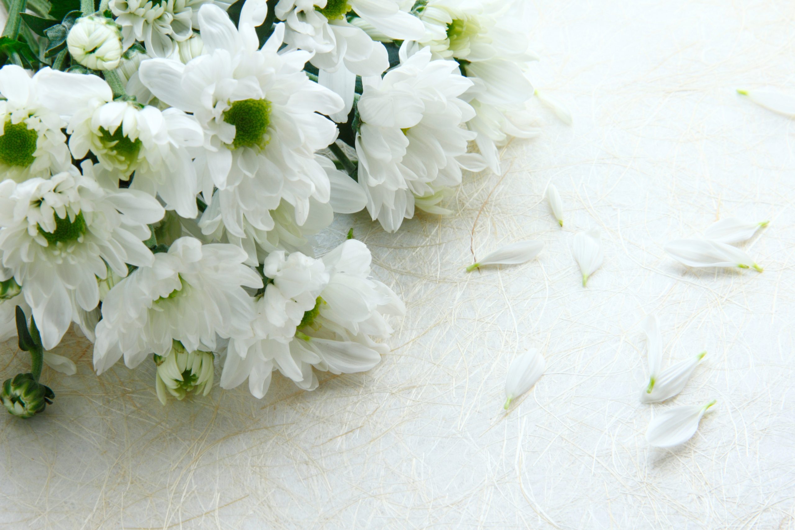 Bouquet of chrysanthemums