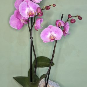 Orchidée Fuchsia