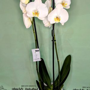 Orchidée blanche